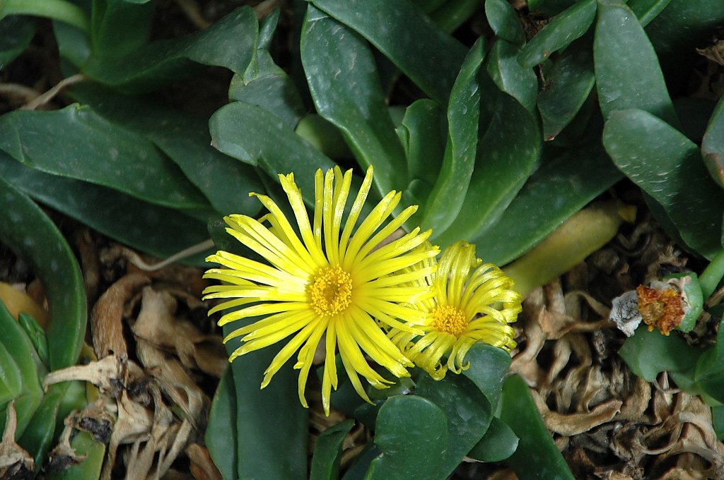 FLORACIONES EN MÁLAGA Y MÁS: Jardín Botánico de cactus y otras