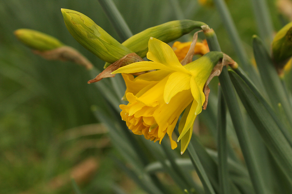 Gower Wildlife Derwydd Daffodil