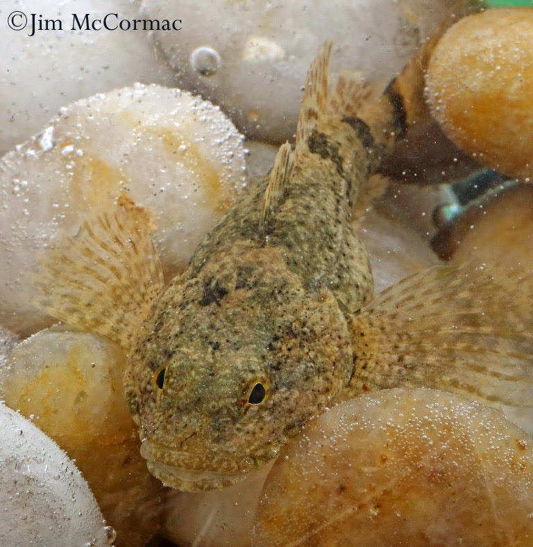 Ohio Birds and Biodiversity A fine kettle of fish, Pt. II