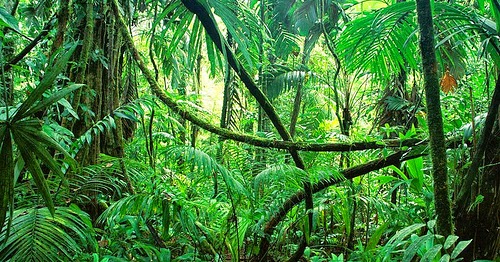 Kumpulan Gambar Hutan Paling Indah Dari Seluruh Dunia