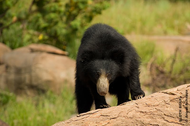 Wildlife photography: Daroji Bear Sanctuary - Heaven for sloth bears