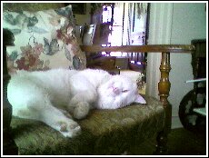 My Rescue Cat Angel Sleeping On Chair