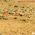 Foto: Ada Hewan Kadal di Planet Mars