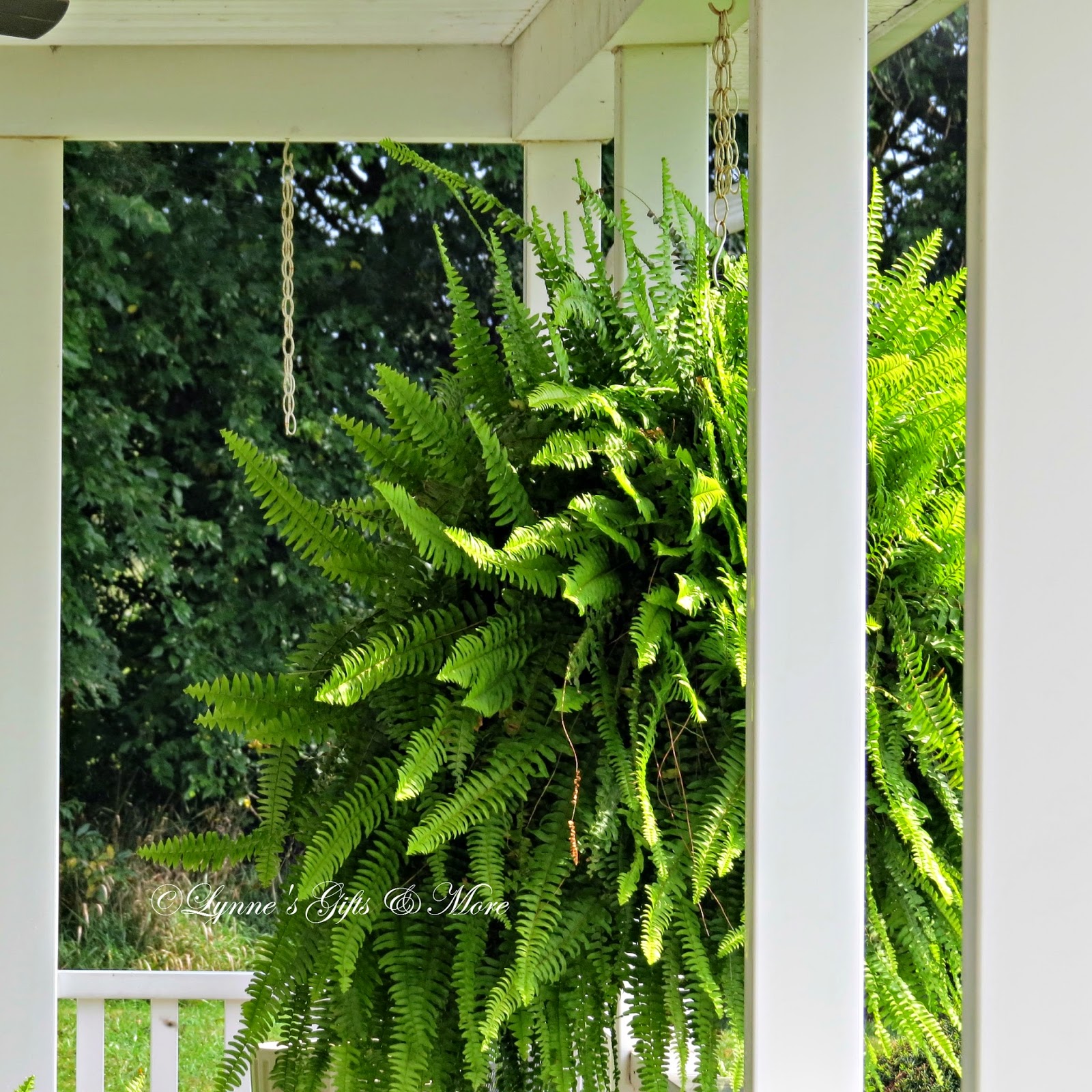 Lynne's Gifts From the Heart Late Fall Boston Ferns on the Front Porch