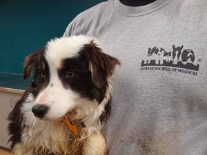 australian shepherd talking