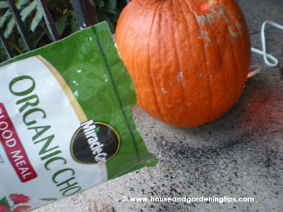 Sprinkling blood meal fertilizer on and around jack-o-lanterns will help keep the squirrels from chewing on them