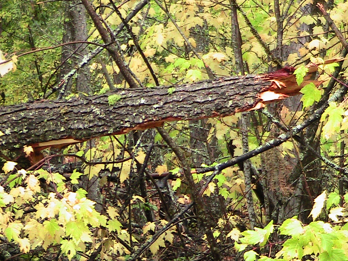 CX Journey™ If a Tree Falls in the Forest...