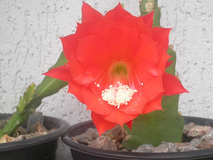 o botão virou flor, cactus orquidea vermelha