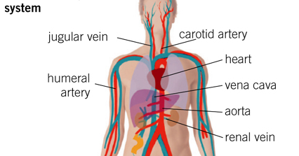 superb: Science III: Circulatory System