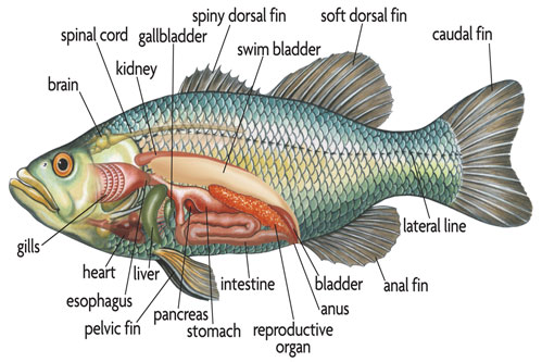 BIOLOGI I: Laporan Praktikum Anatomi Fisiologi Hewan Anatomi Pisces