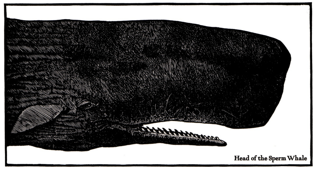 Animalarium: White Whale