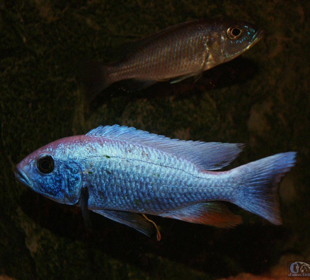 Sciaenochromis Fryeri Iceberg Alhi