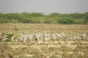 Common Cranes :- Photo Ms Chandni.Sahgal.