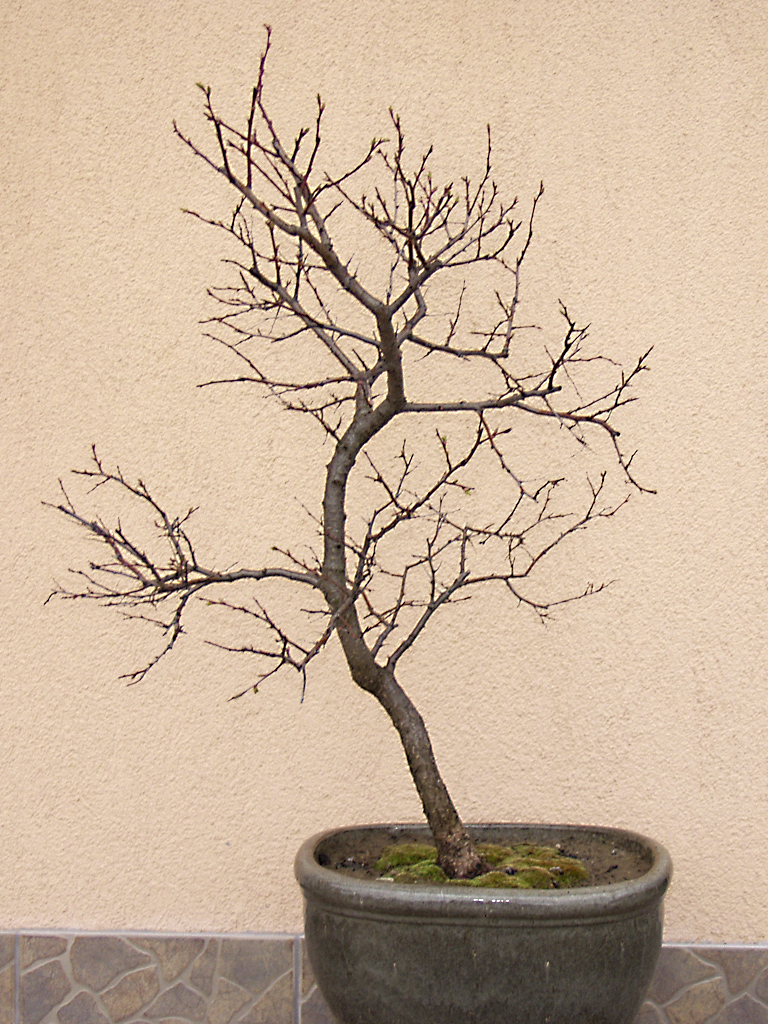 Bonsai smokie Sárgabarack (Prunus armeniaca) fejlődése