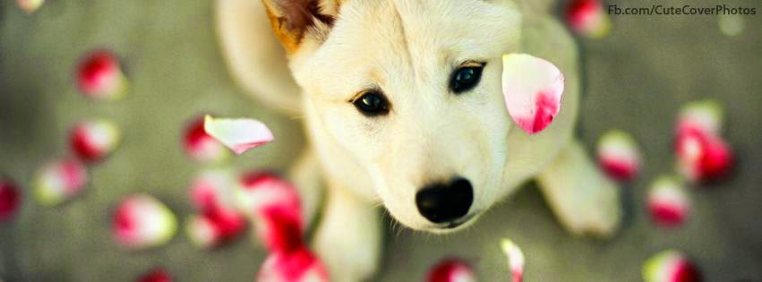 FB Cover Photos 2015 FB Cover Photos 2015