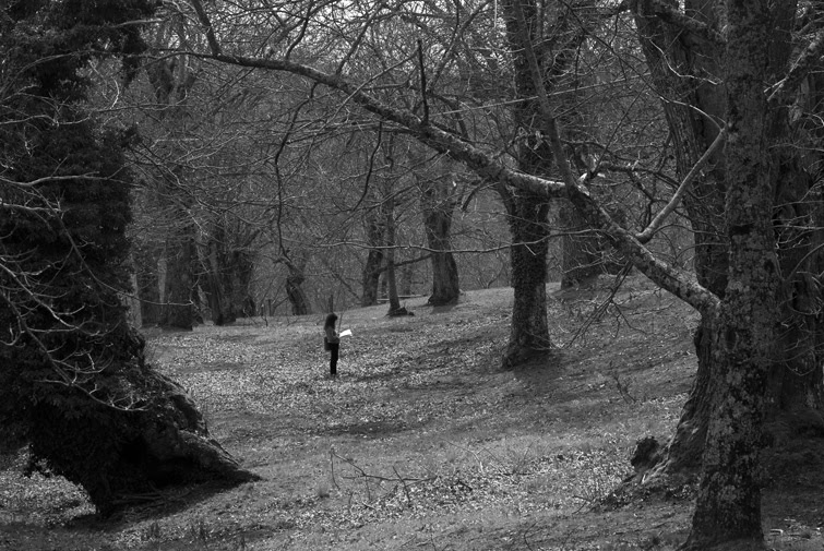 Risultati immagini per bosco nei monti cimini gustavo piccinini