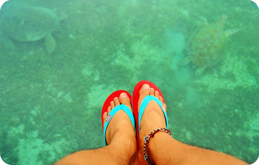 Penyu Derawan Penyu Derawan