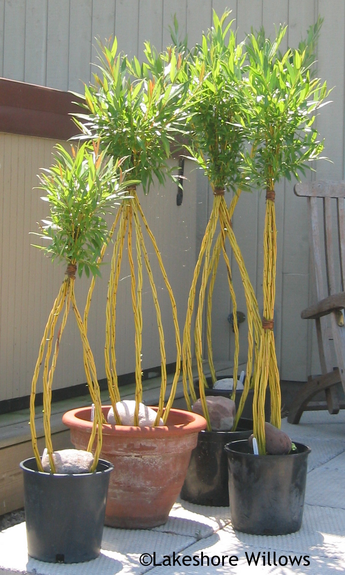 Willows Living Willow Spring 2013