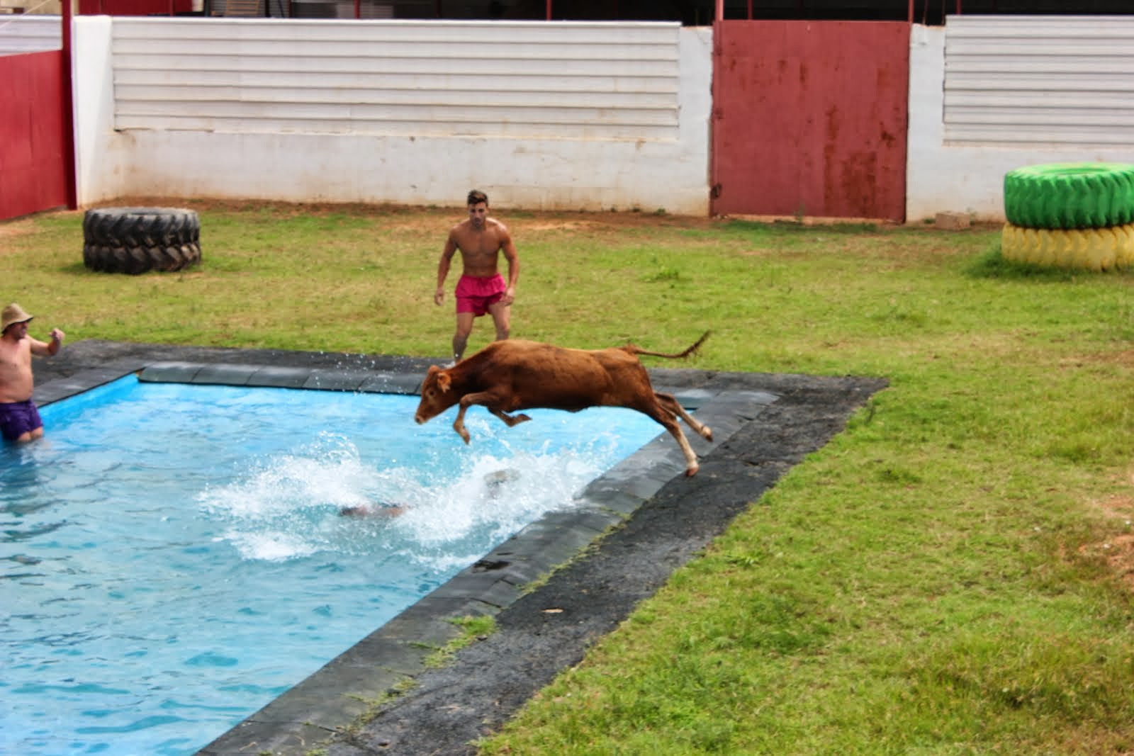 Toro al agua