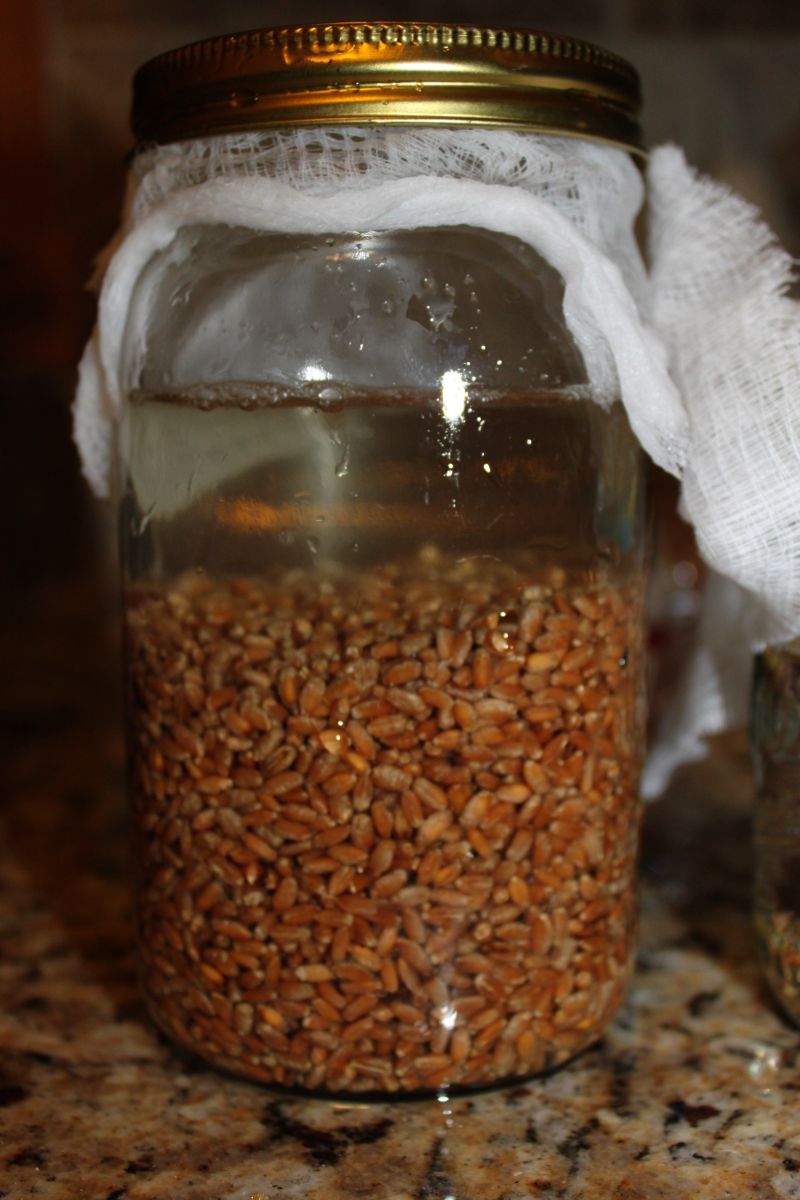 Easy Living the Hard Way Sprouted Wheat Experiment