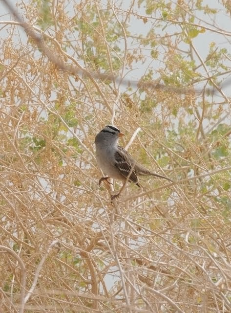 White-crowned Sparrow 073