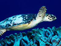50 HD Underwater Wallpapers Sample 3 50 HD Underwater Wallpapers Sample 3