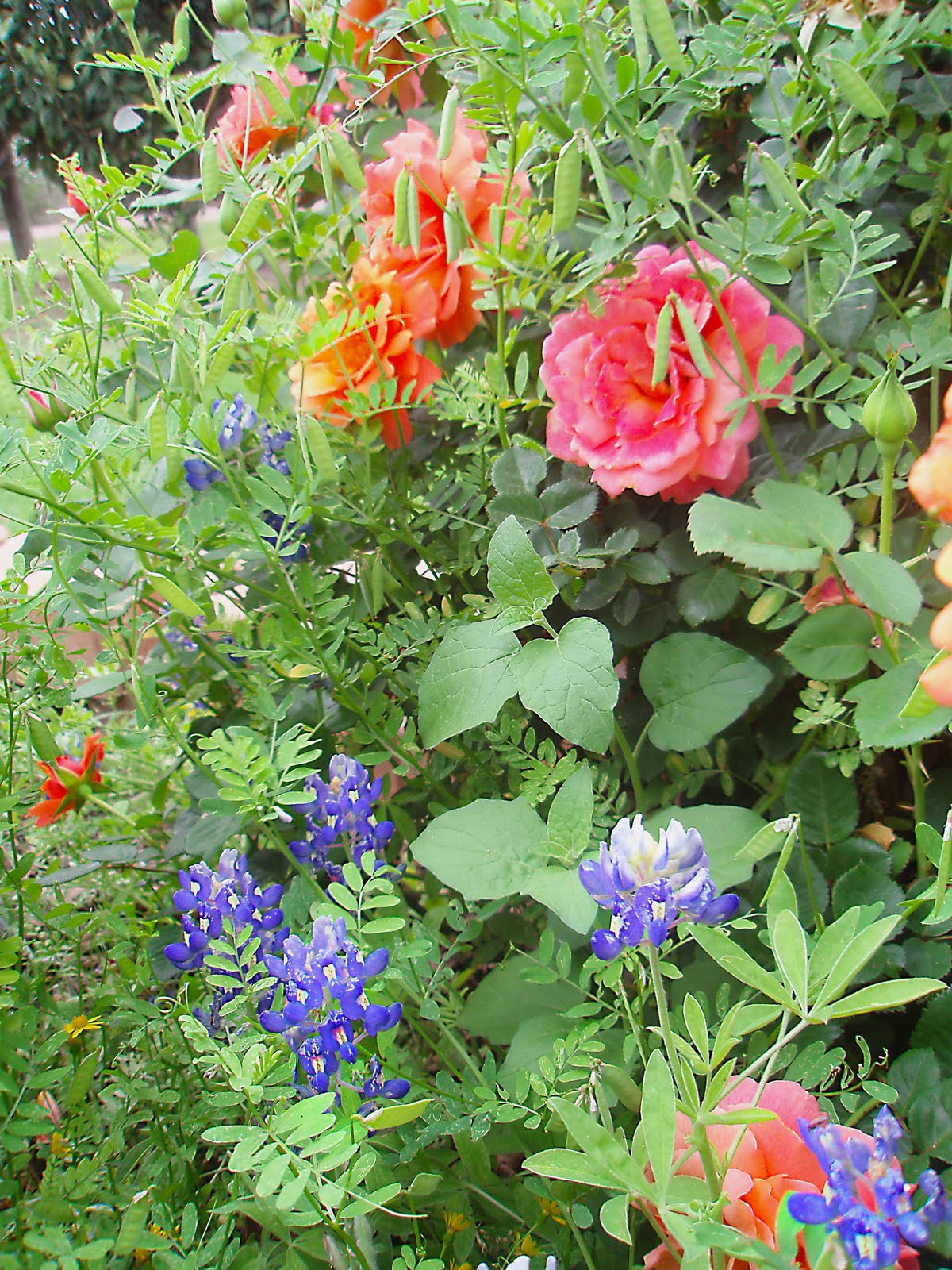 Houston Garden Weddings