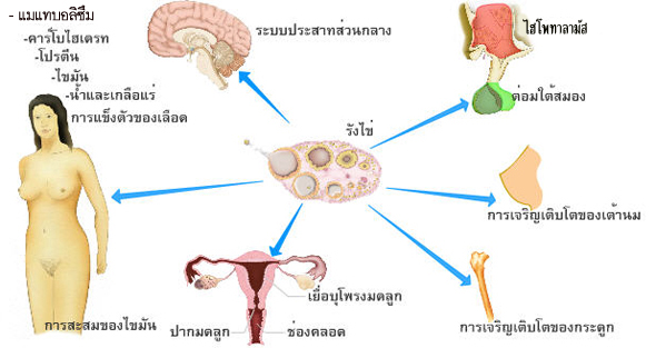รูปภาพที่เกี่ยวข้อง