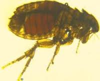 Kucing Meong Meong Tengu Si Hewan Setia