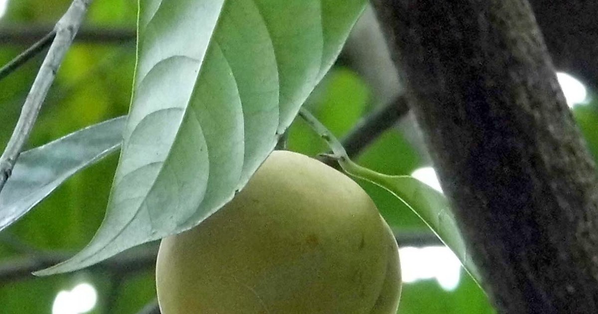 Nutmeg (Jathikka) KERALA NATURE AND AYURVEDA