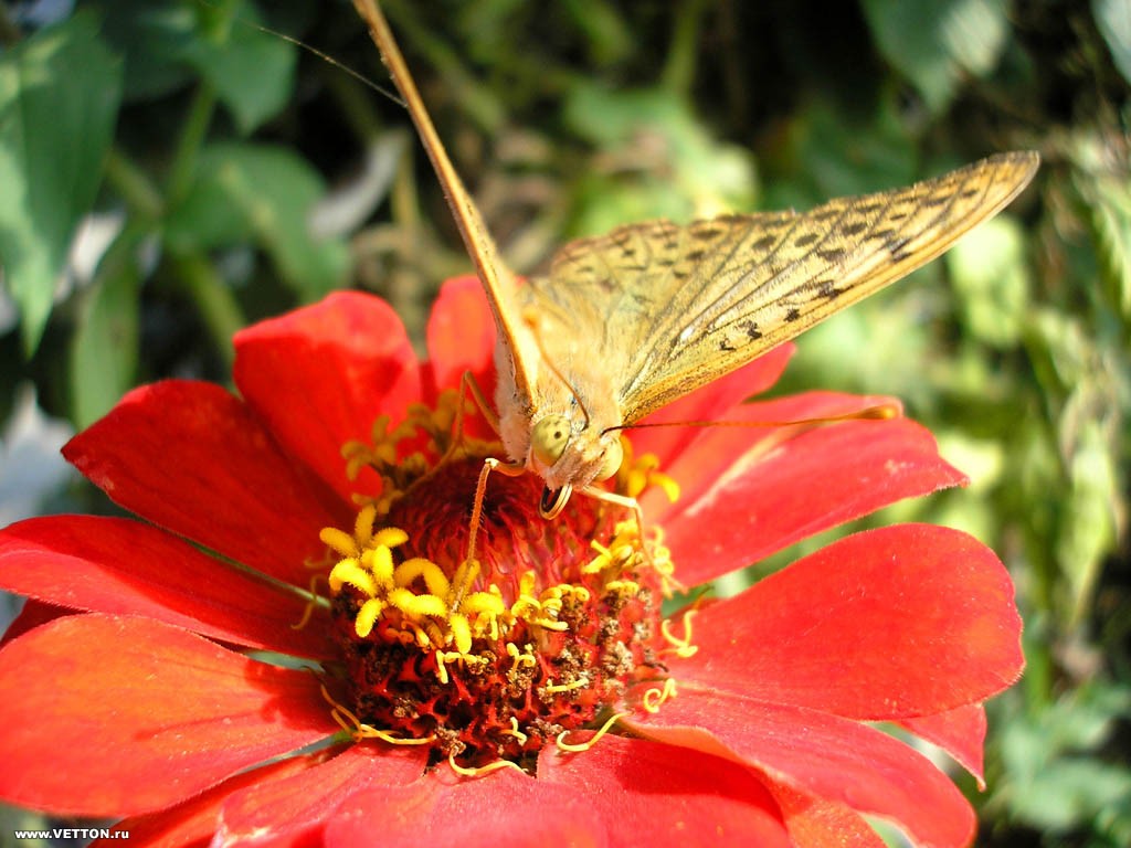 http://4.bp.blogspot.com/-x-XzgJgPyXk/T5wwFu6B-aI/AAAAAAAAAnU/BWxWSfmfrl8/s1600/vetton_ru_63.jpg