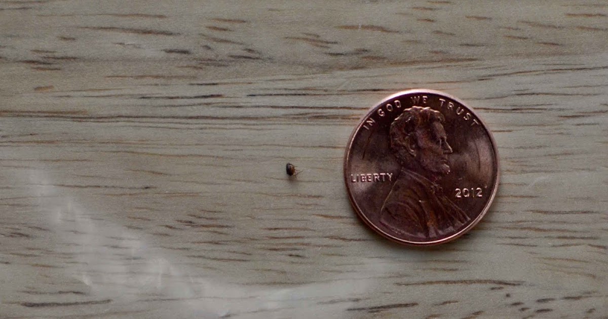 Leaking Bathroom Ceiling Fleas in Forward Management, LLC Pittsburgh