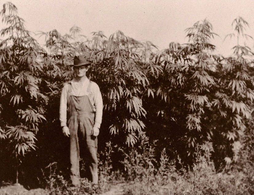 produção de maconha era uma parte integral da economia americana produção de maconha era uma parte integral da economia americana