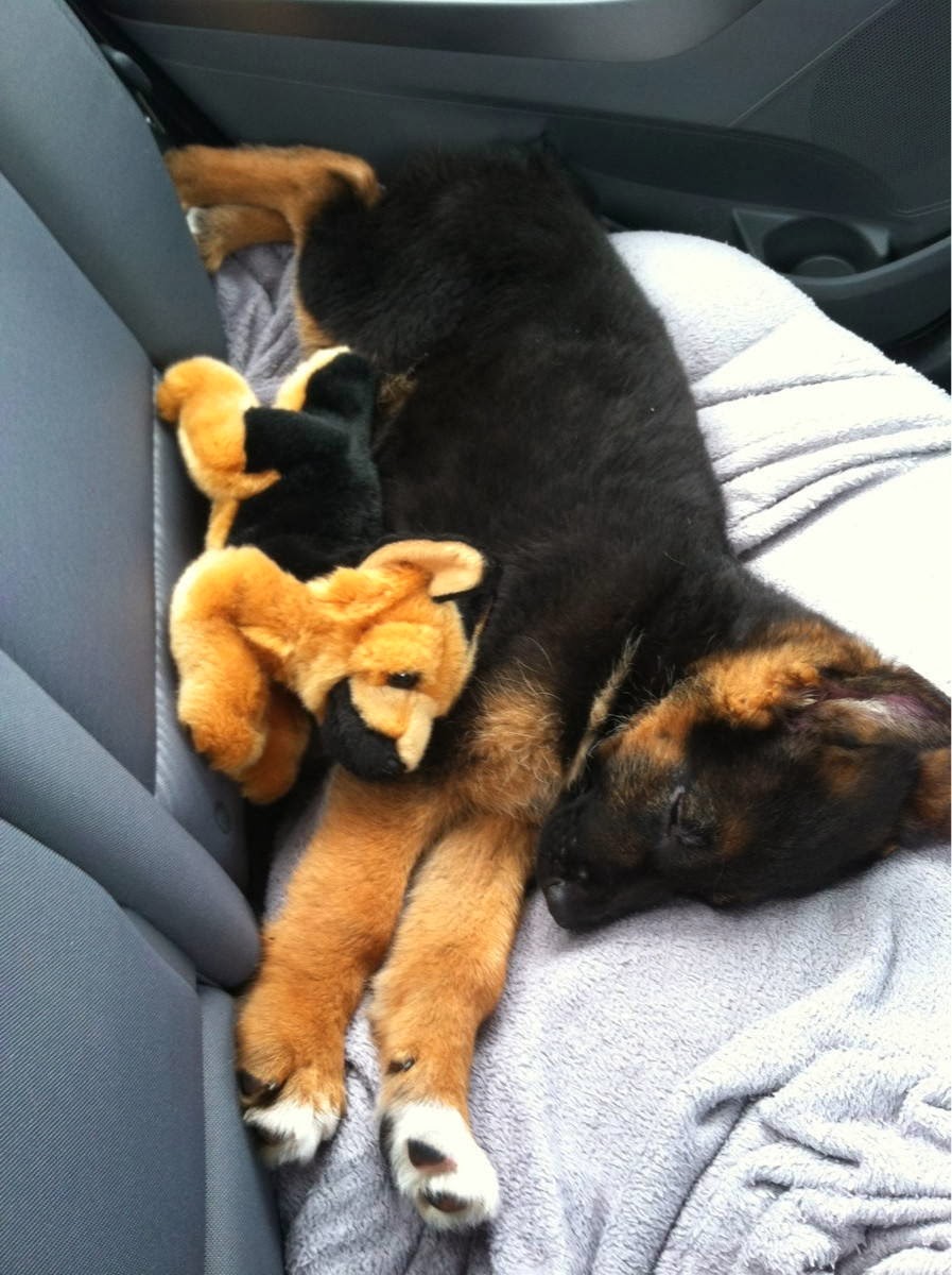 Cute dogs - part 9 (50 pics), puppy sleeps with stuffed dog