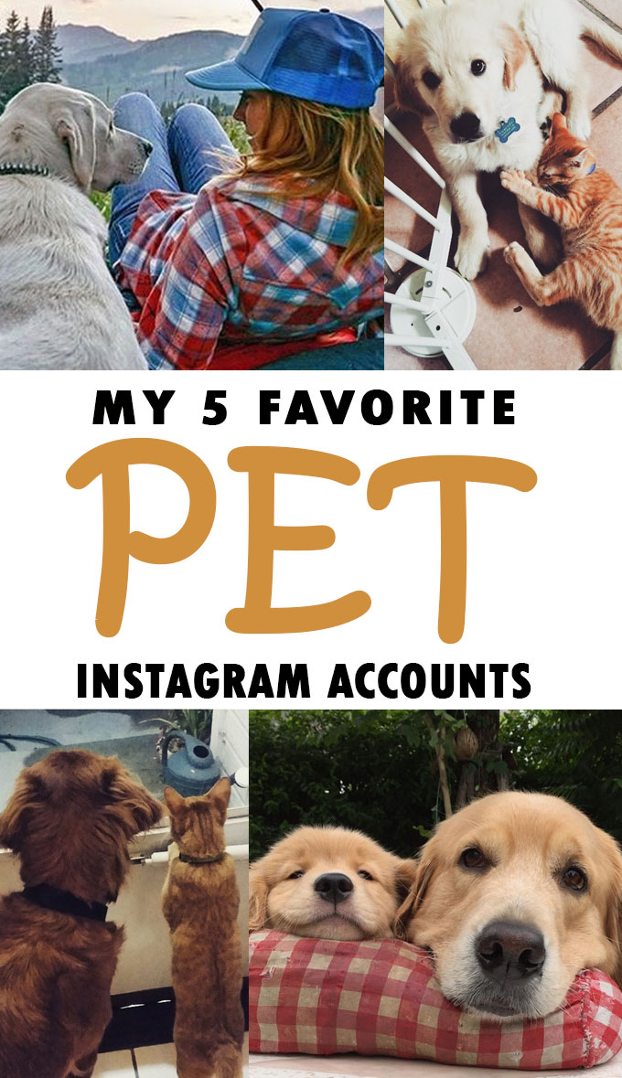 My 5 Favorite Pet Instagram Accounts Life with Lolo