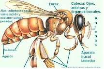 CONOCIENDO LAS ABEJAS