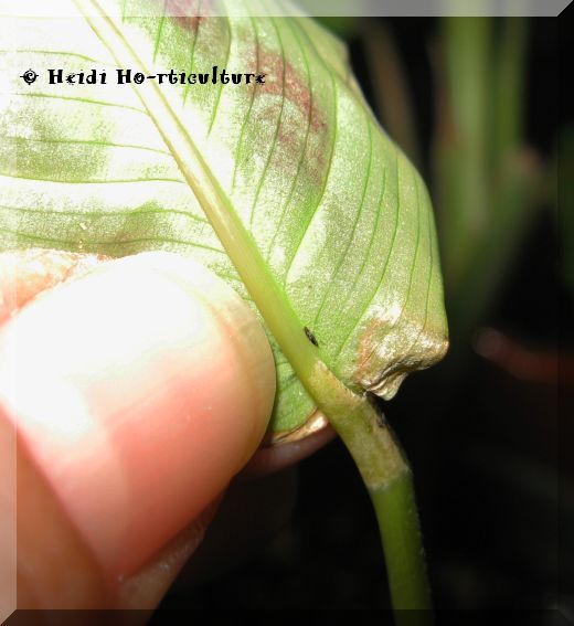 Heidi Horticulture Common House Plant Pests Part 1 Thrips