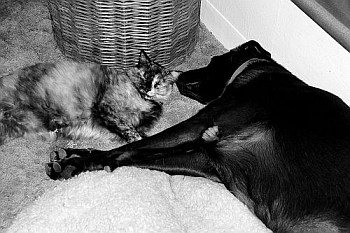 kot pies spanie cat dog sleeping together