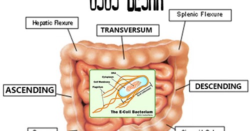Fungsi dan Bagian Usus Besar Fungsi Bakteri E Coli