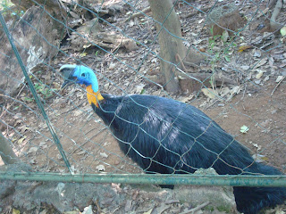 giant, blue bird giant, blue bird in zoobic safari