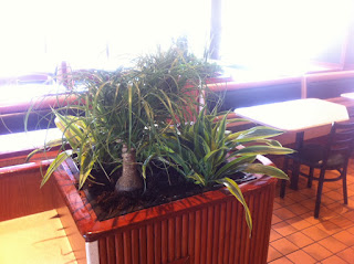 Kelly's install pricing of interior plants
