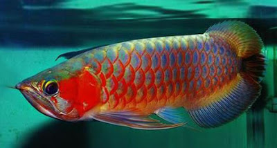 ORNAMENTAL FISH AQUARIUM: Arowana Fish Or Ikan Kelisa