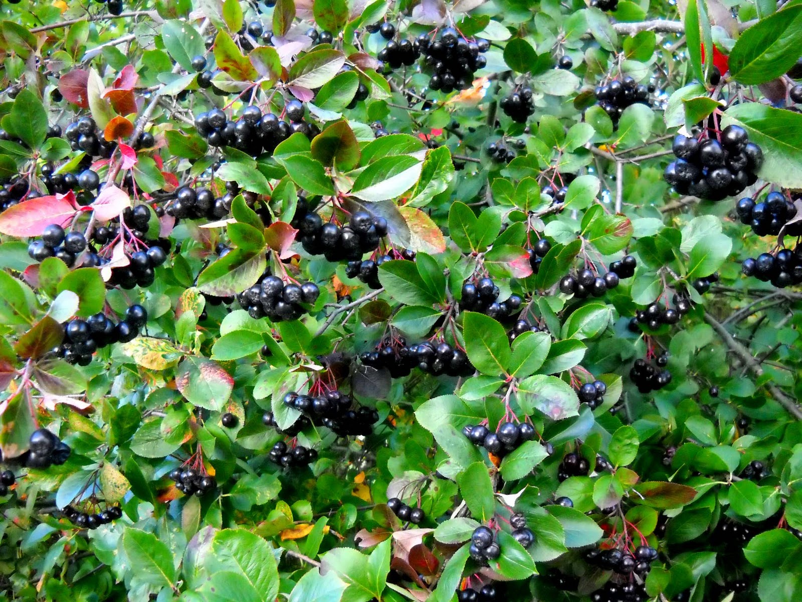Black Chokeberry (Aronia Melanocarpa) Overview, Health