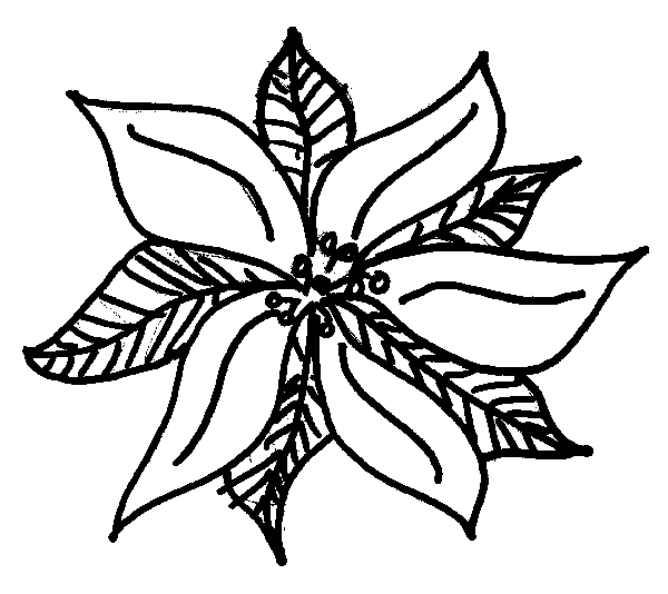 Mexican Poinsettia Coloring Page Mexican Poinsettia Coloring Page