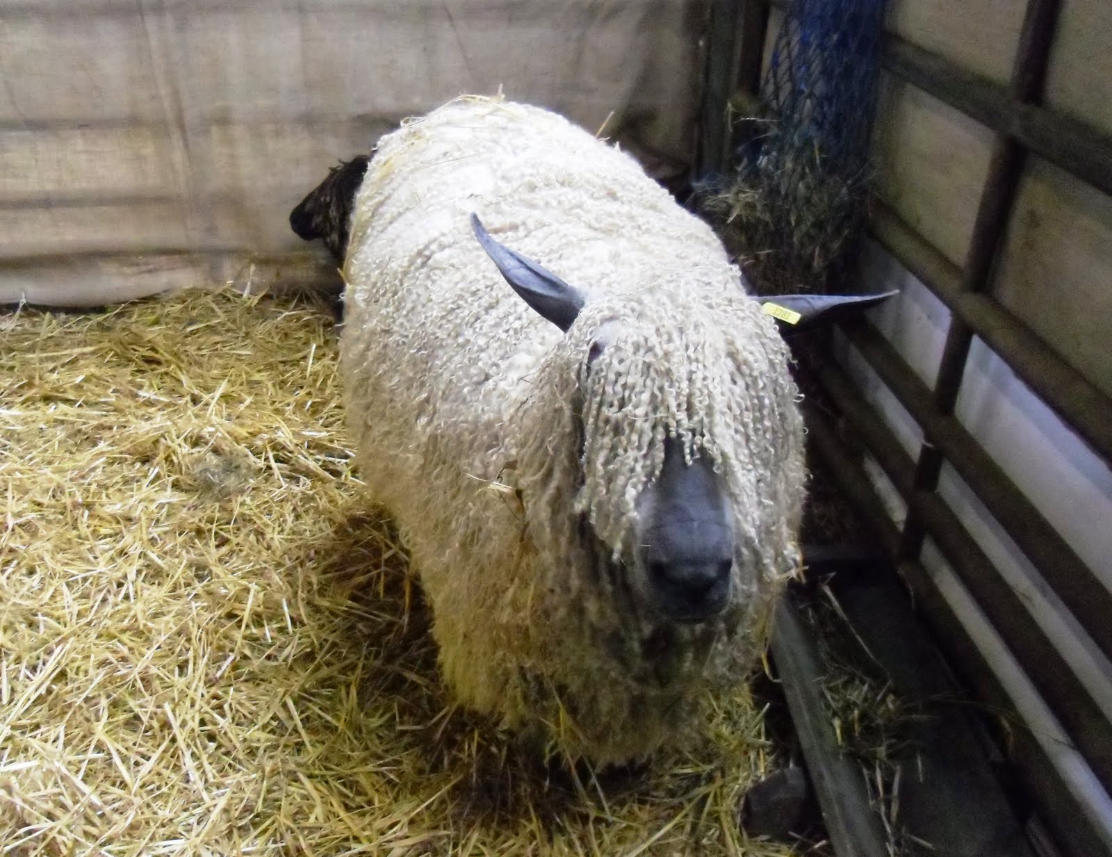 Merino Sheep Wool
