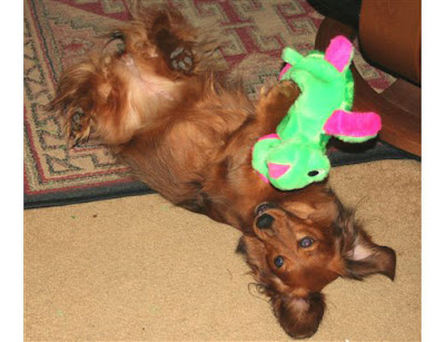 Funny DOG Pictures