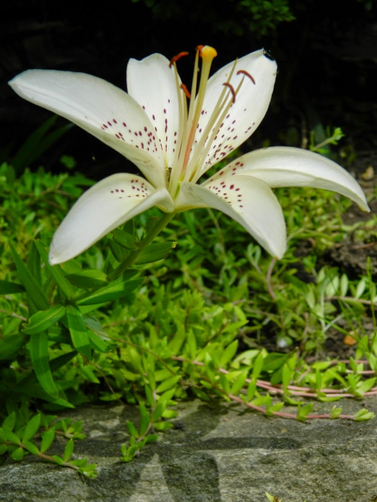 White asiatic lily lilium by garden muses-not another Toronto gardening blog White asiatic lily lilium by garden muses-not another Toronto gardening blog