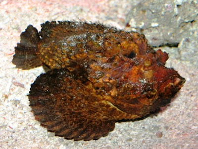Pez Piedra (Synanceia horrida): el pez más venenoso del Mundo