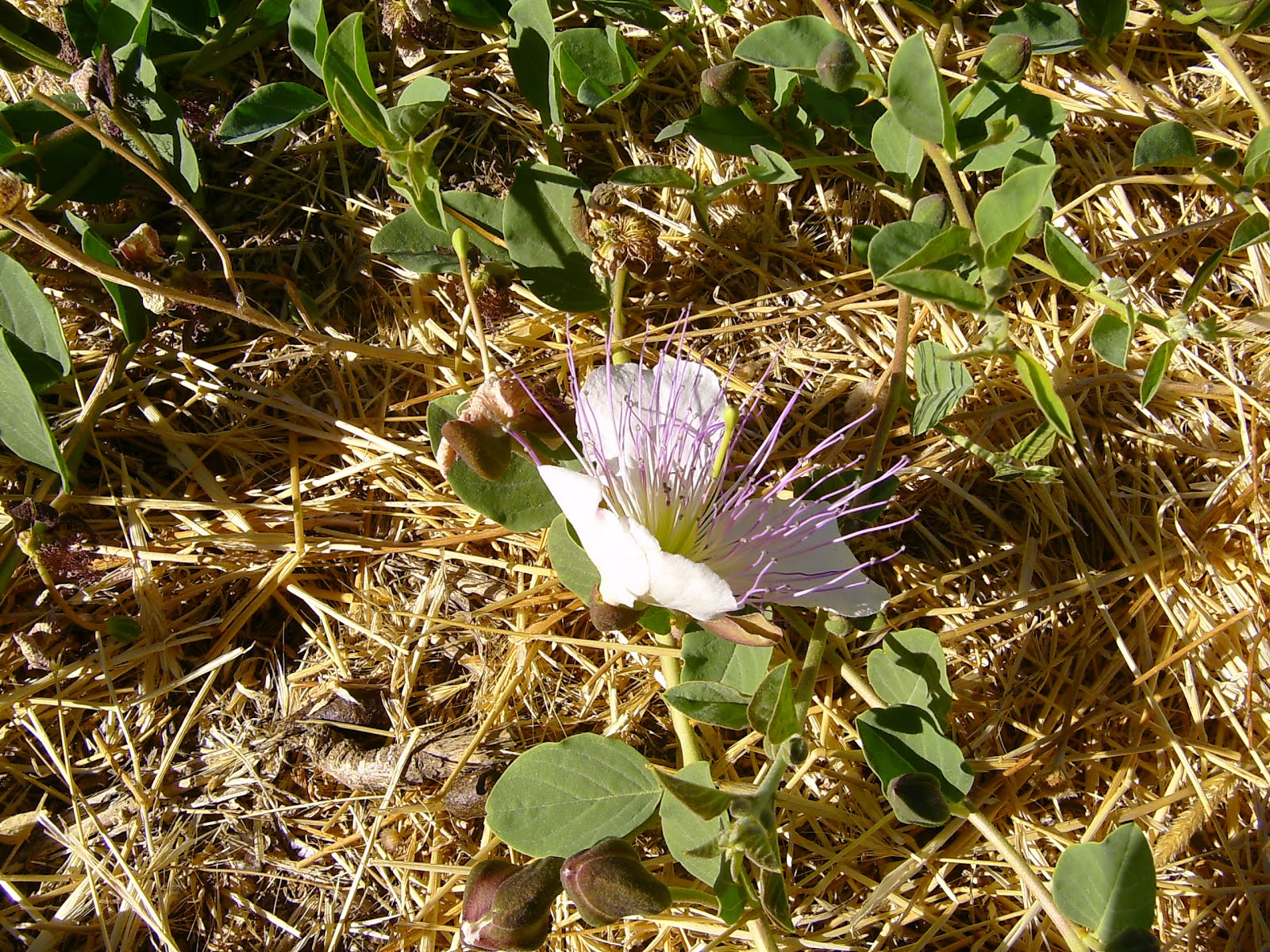 Capering Around It´s Caper Time