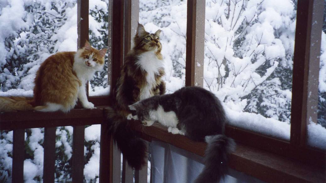 Kitties in the snow